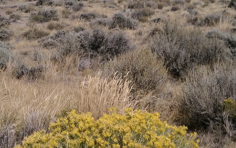 A large yellow flowering desert shrub in front of sagebrush and a large rock buttress.