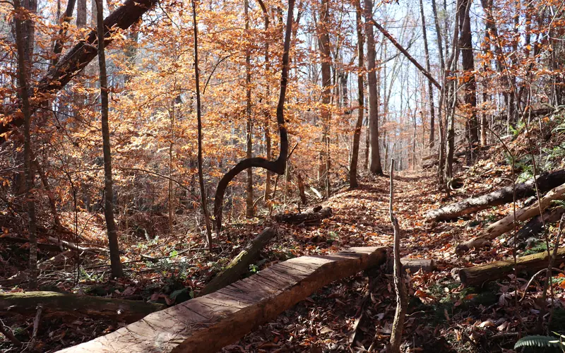 A cut log is laying over a crevasse on a trail in the woods.