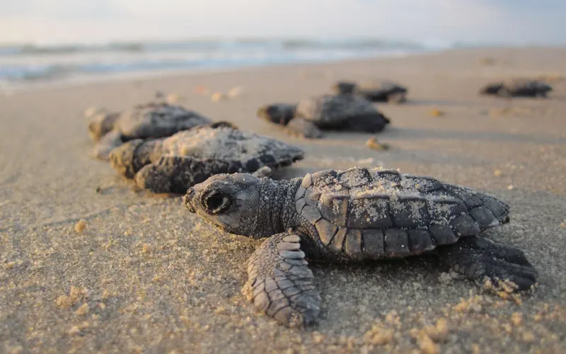 Several sea turtle hatchlings crawl on the sand towards the Gulf of Mexico.