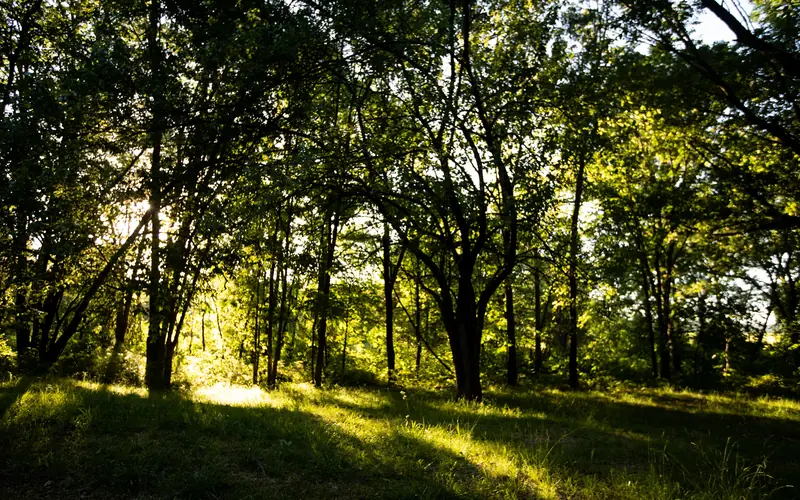 Photo of the rays of sunshine, shining though dark green trees, with long shadows falling on grass