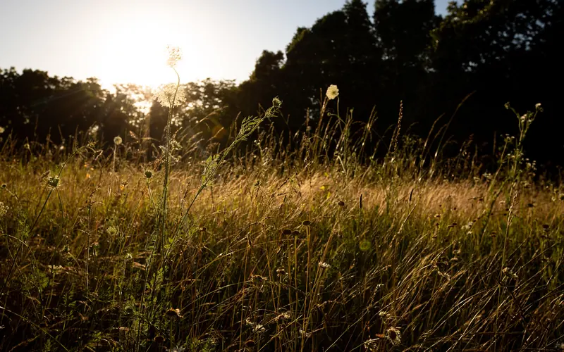 Photo of sun setting over the golden grass the battlefield.
