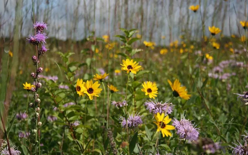 Purple and yellow wildflowers in a field of tall grass