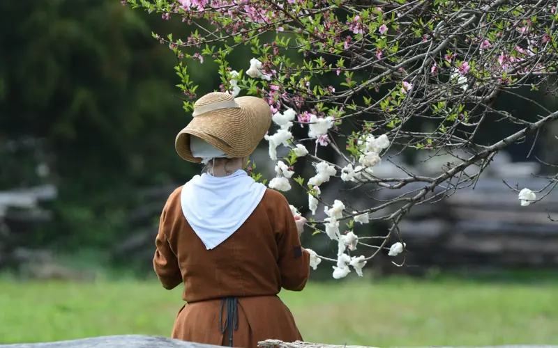 A woman wearing 18th century dress stands next to a blooming tree