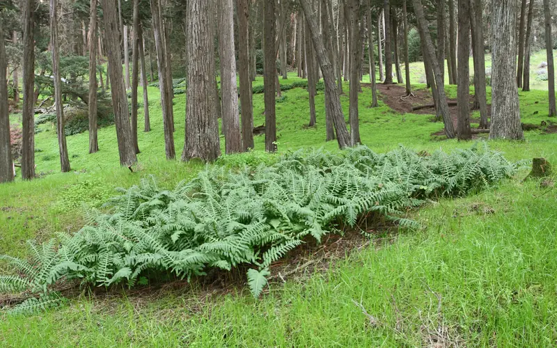 Scattered Monterey Cypress trunks with green grass and fern cover at their bases.