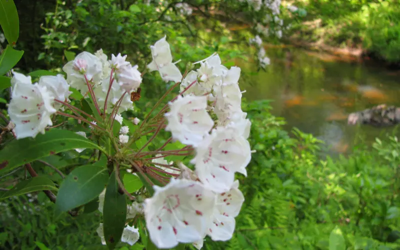 Mountain Laurel blooming near Parking Lot I.