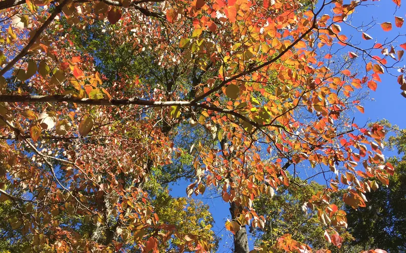 A tree with orange leaves against the blue sky