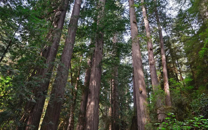 Redwood trees line a narrow dirt road.