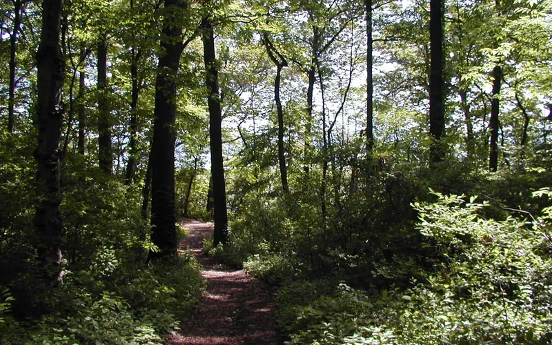A nature trail to Cold Spring Harbor passes through woods.