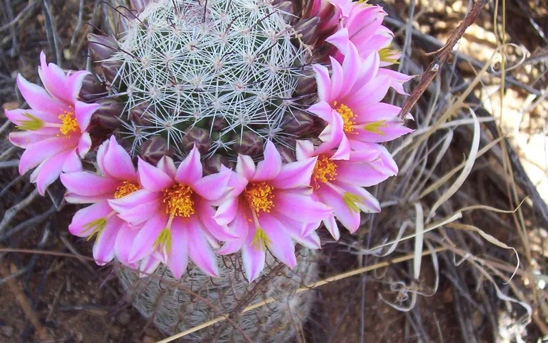 A flowering fishhook pincushion cactus