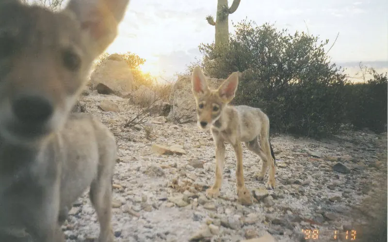 Two coyote pups captured on a wilderness camera