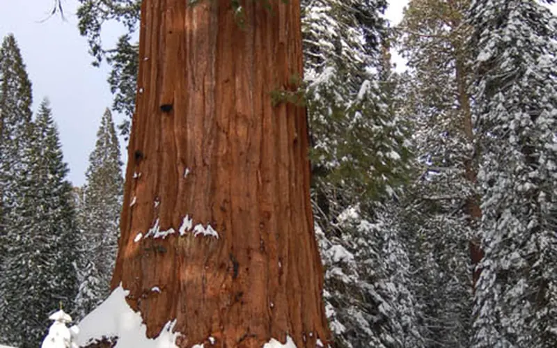 A giant sequoia's reddish bark contrasts with the snow around it