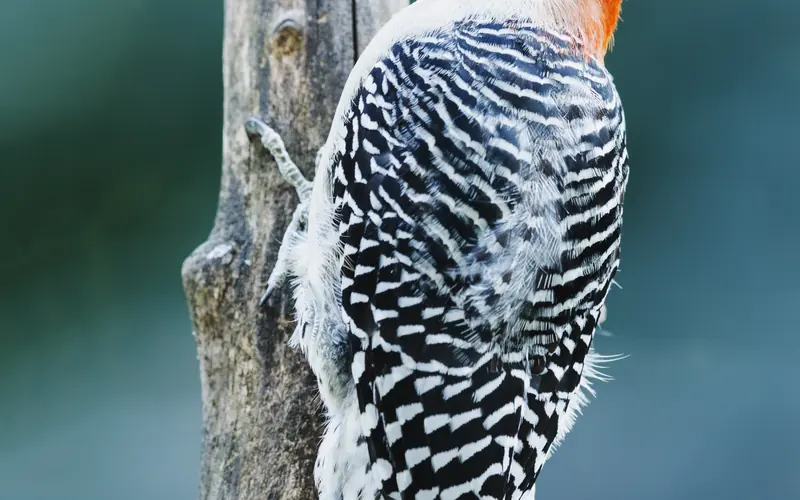 A close up shot of a Red-Bellied Woodpecker with a blurry teal background.