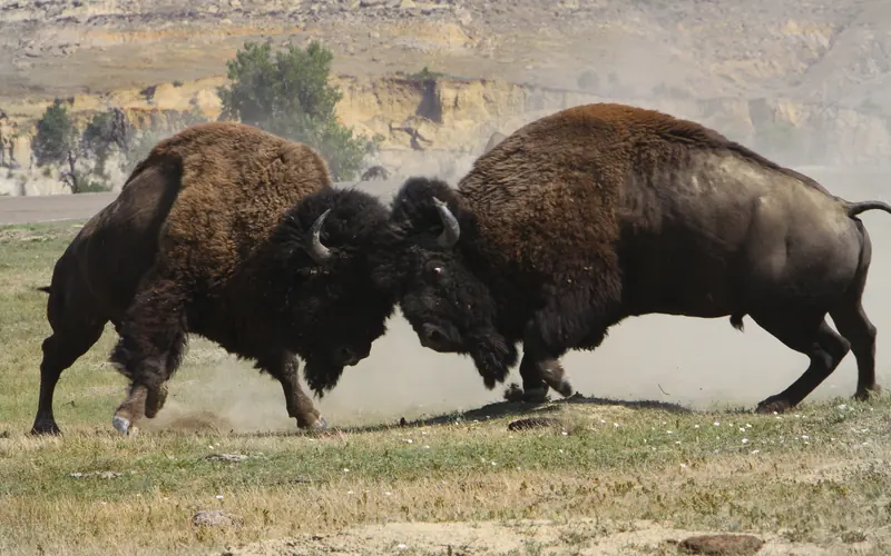 two bull bison collide heads in a dusty battle for dominance