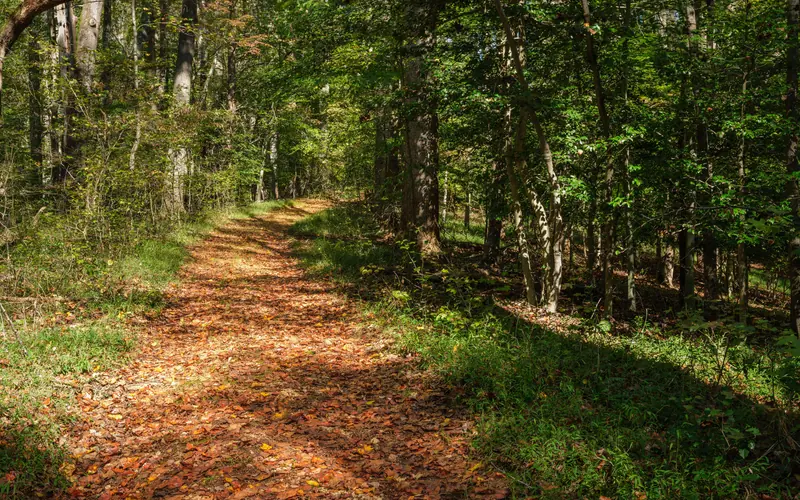 Leaf covered nature trail