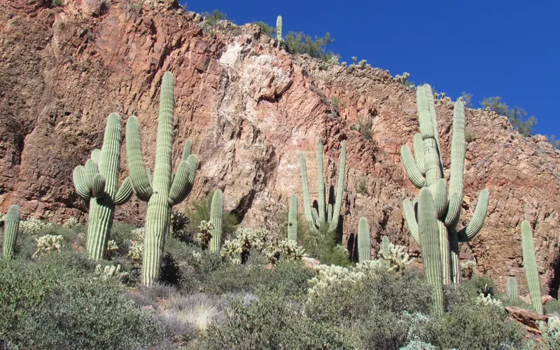 Hillside with Saguaro Cactus