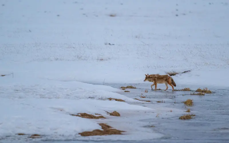 A coyote walks across a frozen stream in a snowy valley.