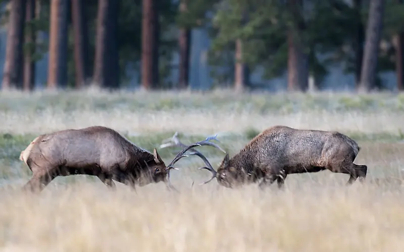 Two bull elk fighting.