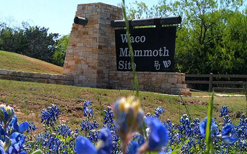 Entrance sign to Waco Mammoth with bluebonnets in foreground.