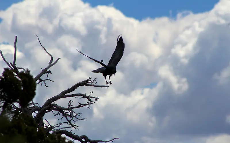 a common raven landing on a barren juniper branch