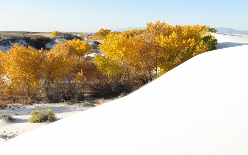 Cottonwood trees with orange leaves.