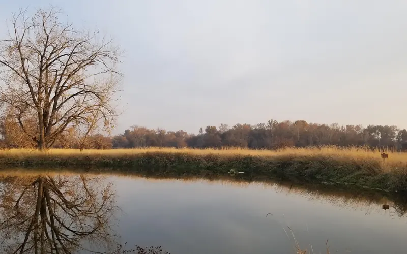 A tree reflected in a pond with more trees and a field of golden tall grass in the background